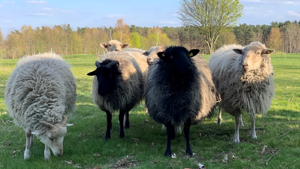 Die Schafe sind zurück