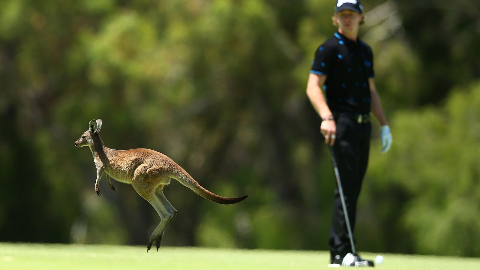 Golf in Australien - da kann es passieren, dass ein Känguru oder ein etwas kleineres Wallaby beim Putten stört. © Paul Kane/Getty Images