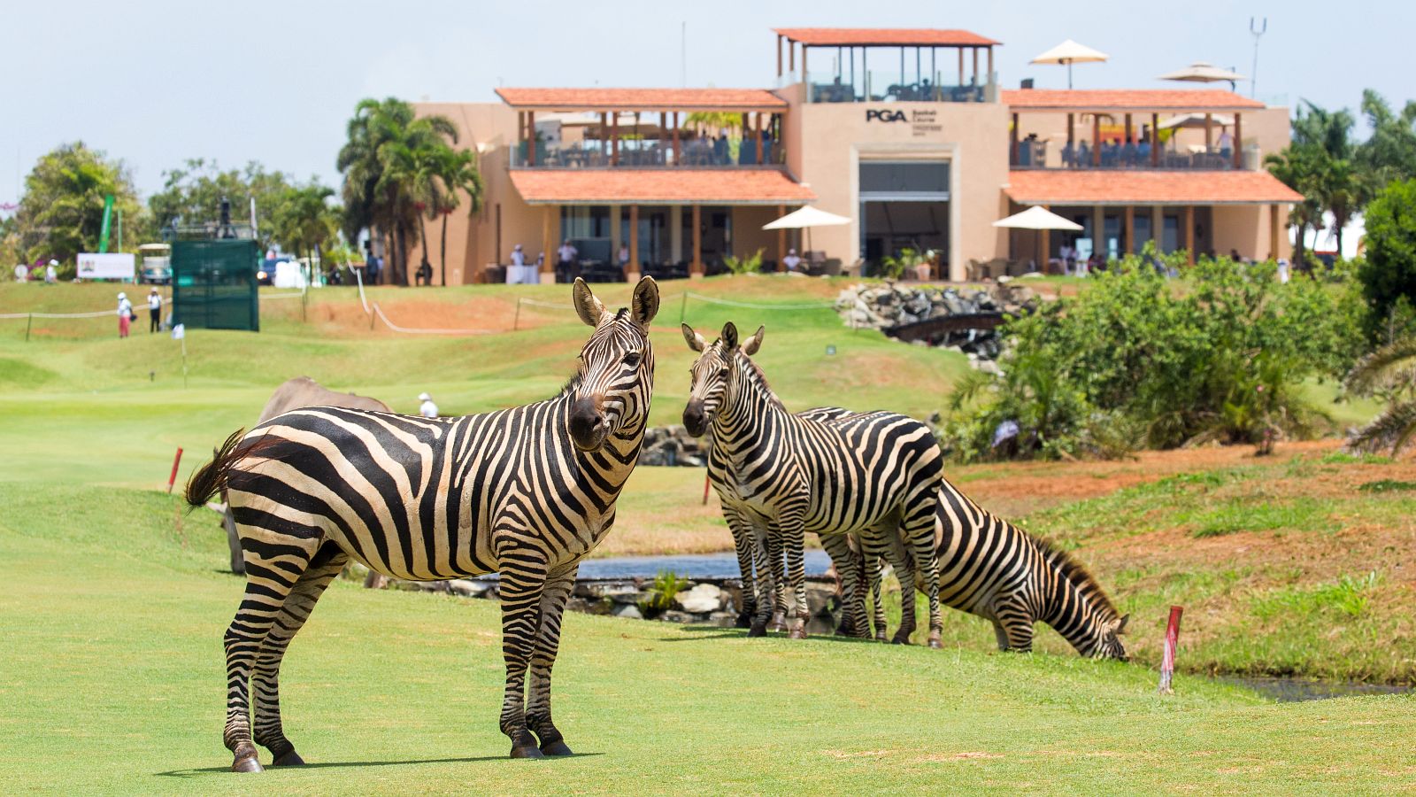 Wildlife auf dem Golfplatz: Während der Magical Kenya Ladies Open sind auch Zebras zu bestaunen.