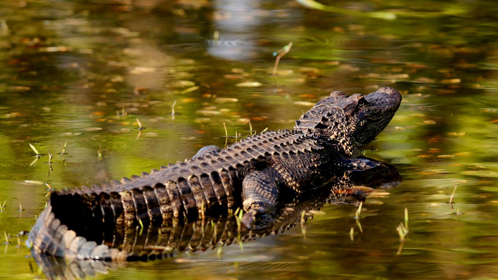 Ein Alligator beim Arnold Palmer Invitational in Orlando © Michael Reaves/Getty Images