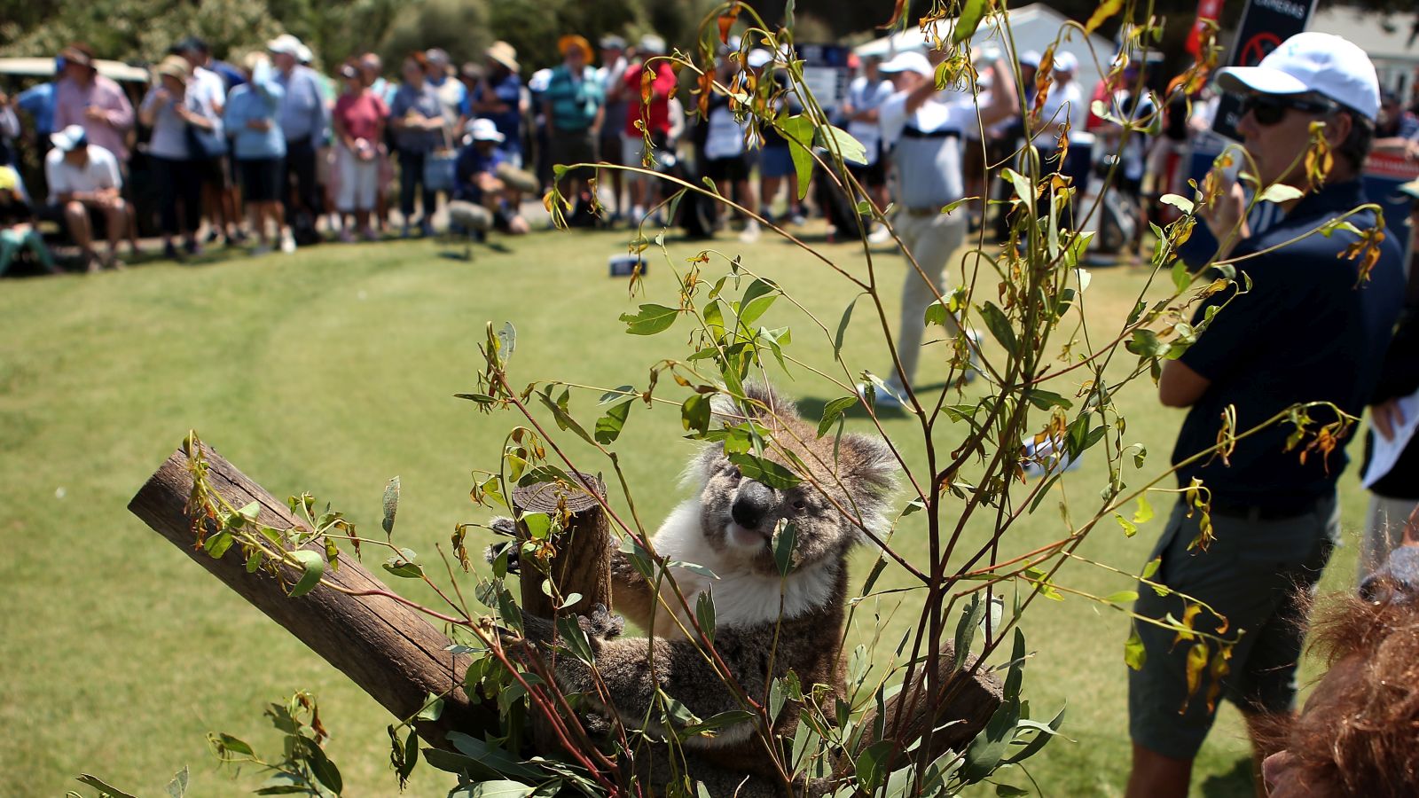 Lustiger Geselle: Dieser Koala schaut bei der ISPS Handa Vic Open in Australien den Golfern zu. © Jack Thomas/Getty Images