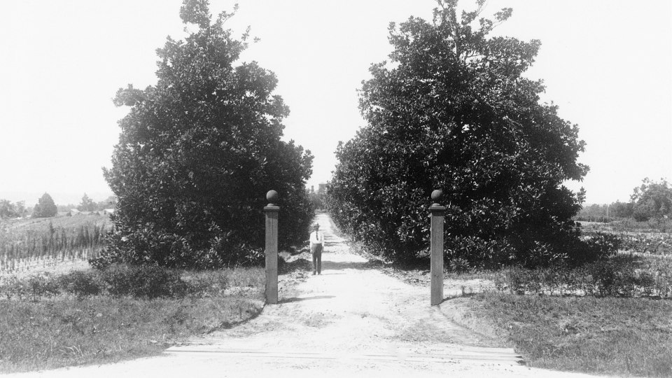 “Fruitland Nurseries”: Bis 1931 schmückten Millionen von Obstbäumen das Areal des Augusta National
| © Augusta National/Getty Images