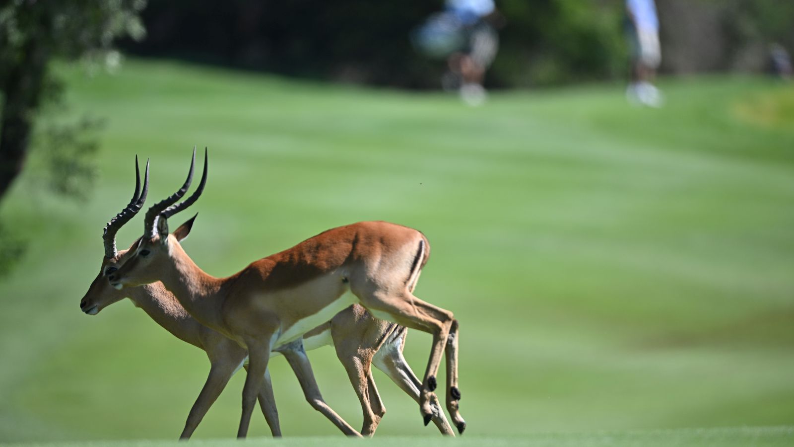 Impalas sind afrikanische Antilopen, hier gesehen im Gary Player CC in Südafrika © Stuart Franklin/Getty Images