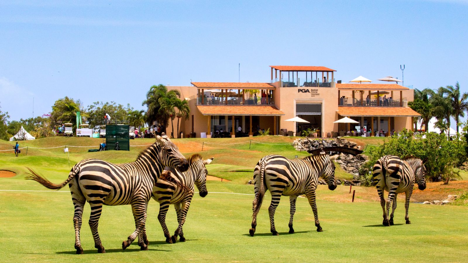 Zebras bei der Magical Kenya Ladies Open nahe Mombasa © Tristan Jones/LET 
