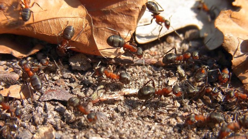 Golfanlagen, die größere Ameisenaufkommen entdecken und nicht wissen, wie sie mit ihnen verfahren sollen, wenden sich am besten an einen der zahlreichen Ameisenschutzwarte aus Deutschland.