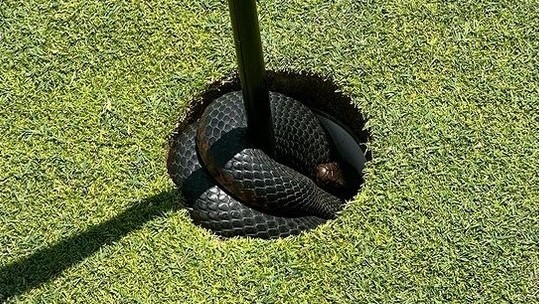 Unerwünschter Gast: Diese Schlange suchte jüngst in einem Golfloch Schutz vor der Hitze in Australien. © instagram.com/thecoastgolfclub