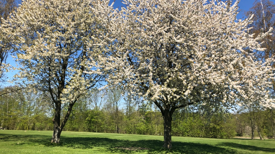 Naturparadies Golfplatz: Obstbaumblüte
