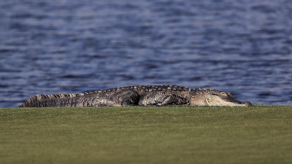 Achtung, Alligator! Im Bay Hill Club in Orlando, Florida, keine Seltenheit... 